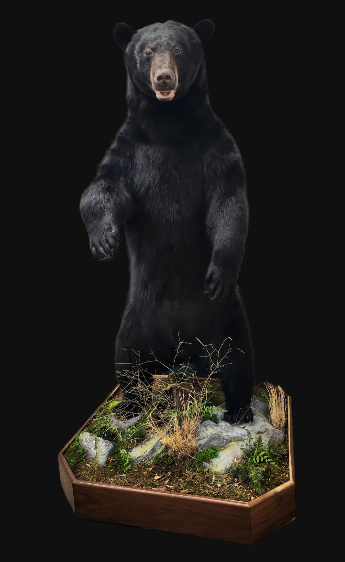 Black Bear Life Size Floor Mounts at Brown Bear Taxidermy Studio Pine Grove PA