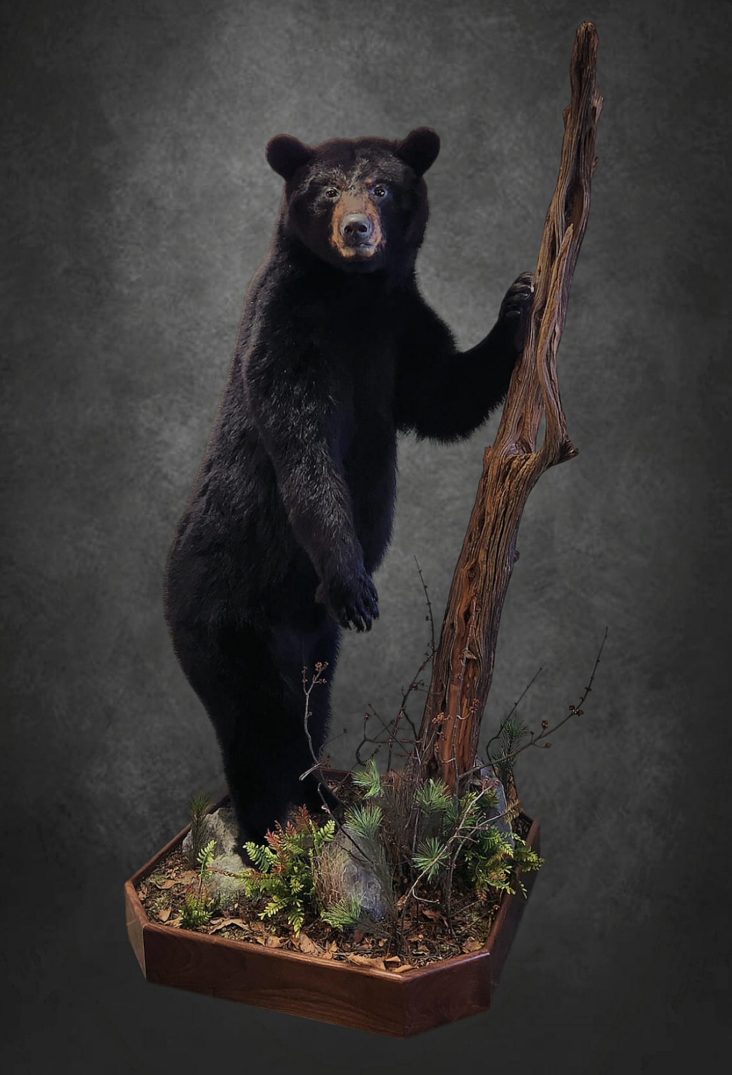 Black Bear Taxidermy Life Size Taxidermy Mounts - Bears Mounted Life Size On Branches, Trees, Logs - Bears Mounted Life Size On Rocks On Floors - Black Bear Taxidermy Life Size Floor Mounts - Bear Taxidermy Ideas - Bear Mount Ideas