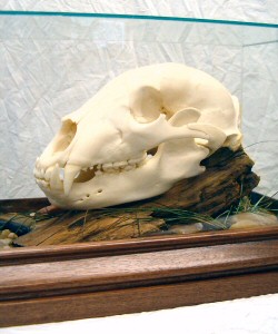 Brown Bear Skulls