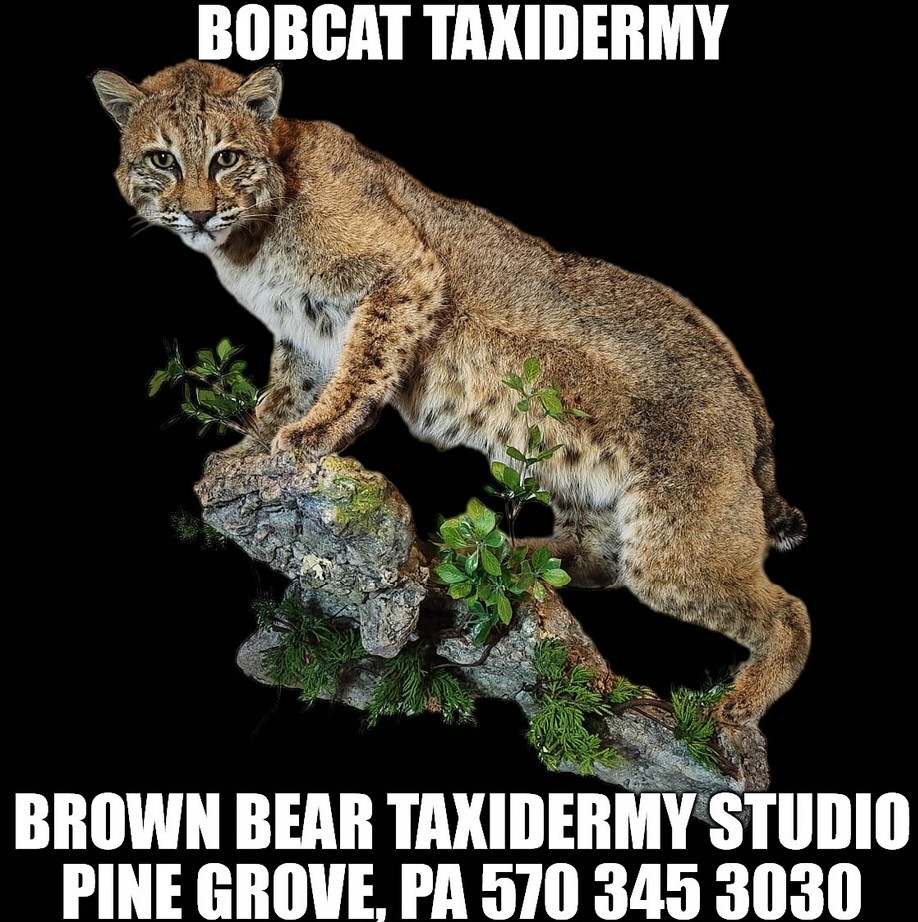 Bobcat Taxidermy Mount Pennsylvania Taxidermist