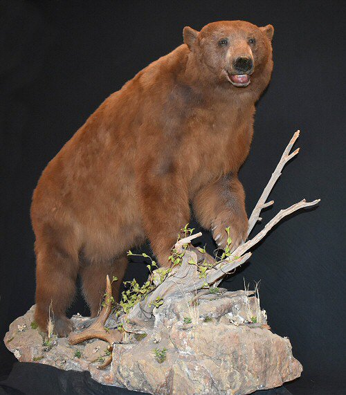 Brown Bear Taxidermy Mount For Sale Pennsylvania Call 570 345 3030