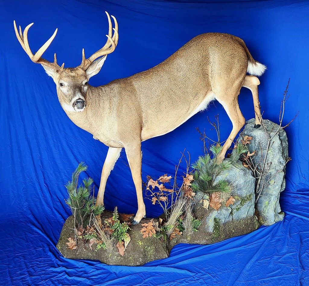 Deer Life Size Mounts - Deer Full Body Mounts - Brown Bear Taxidermy Studio