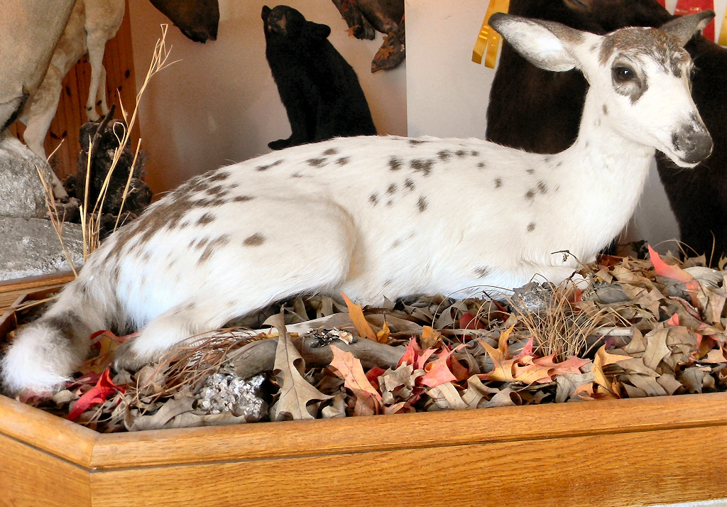 Piebald Doe Full Body Mount makes a stunning display.