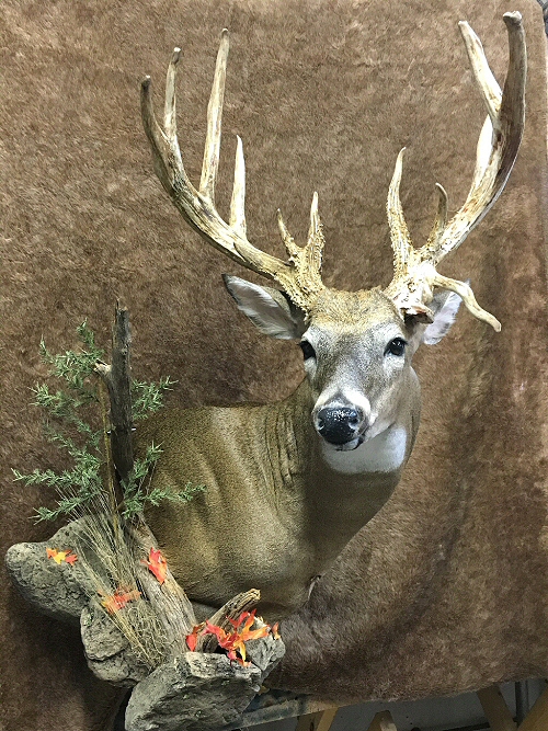 Deer Whitetail Shoulder Mount Wall, Drop Tine Wall Mount, Deer Whitetail Shoulder Mounts Wall,Deer Shoulder Mounts,Deer Taxidermy,Deer Taxidermist In Pennsylvania