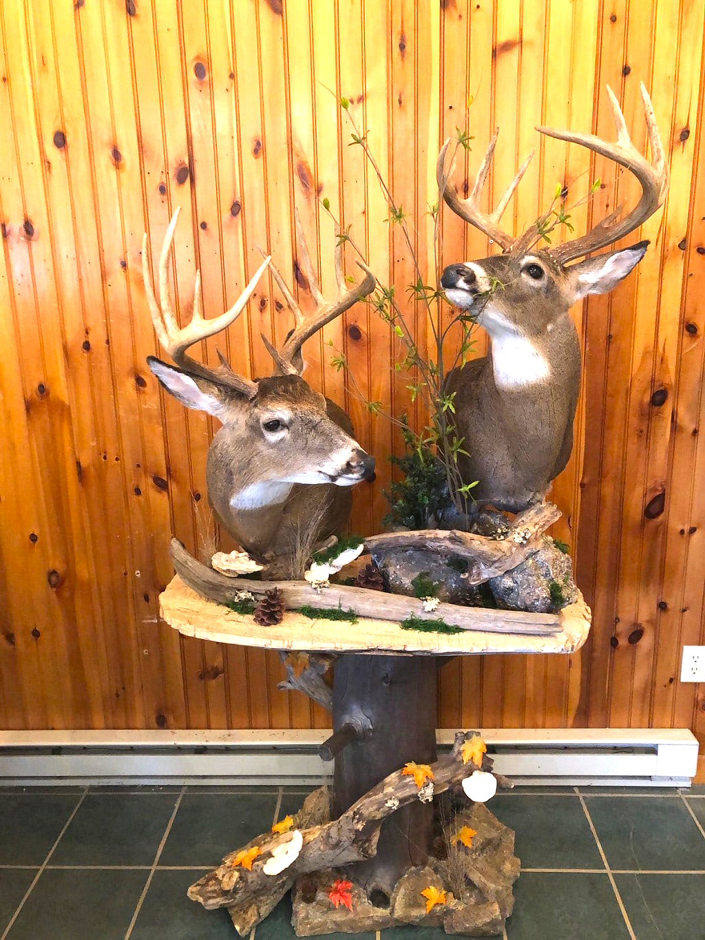 Deer Taxidermy Mounts PA - Deer Pedestal Mounts Brown Bear Taxidermy Studio - Pennsylvania Deer Taxidermy Mounts