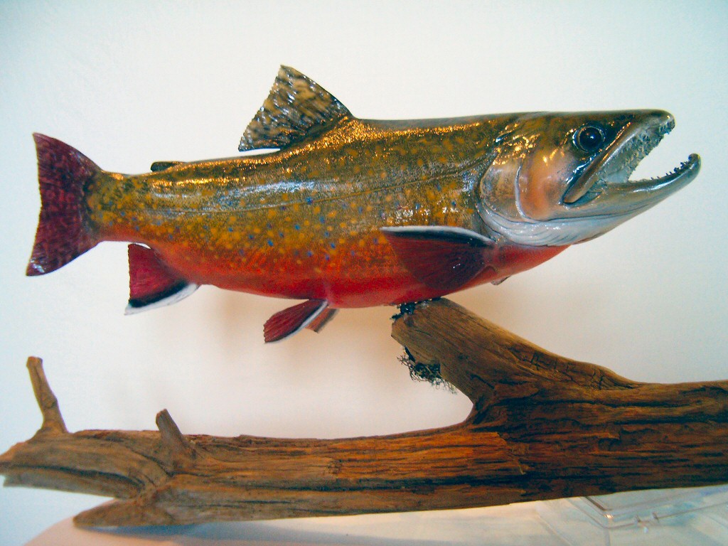 Brook Trout Taxidermy Mount Pennsylvania