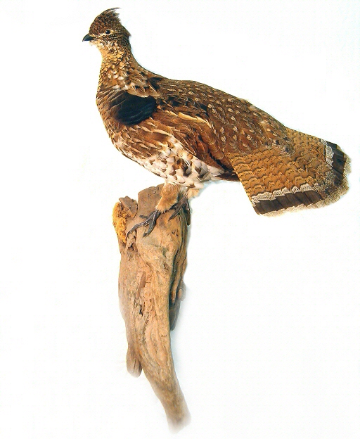 Grouse Taxidermy Mounts,Upland Game Taxidermy, Ground Mounts, Drumming Grouse, Flying Grouse