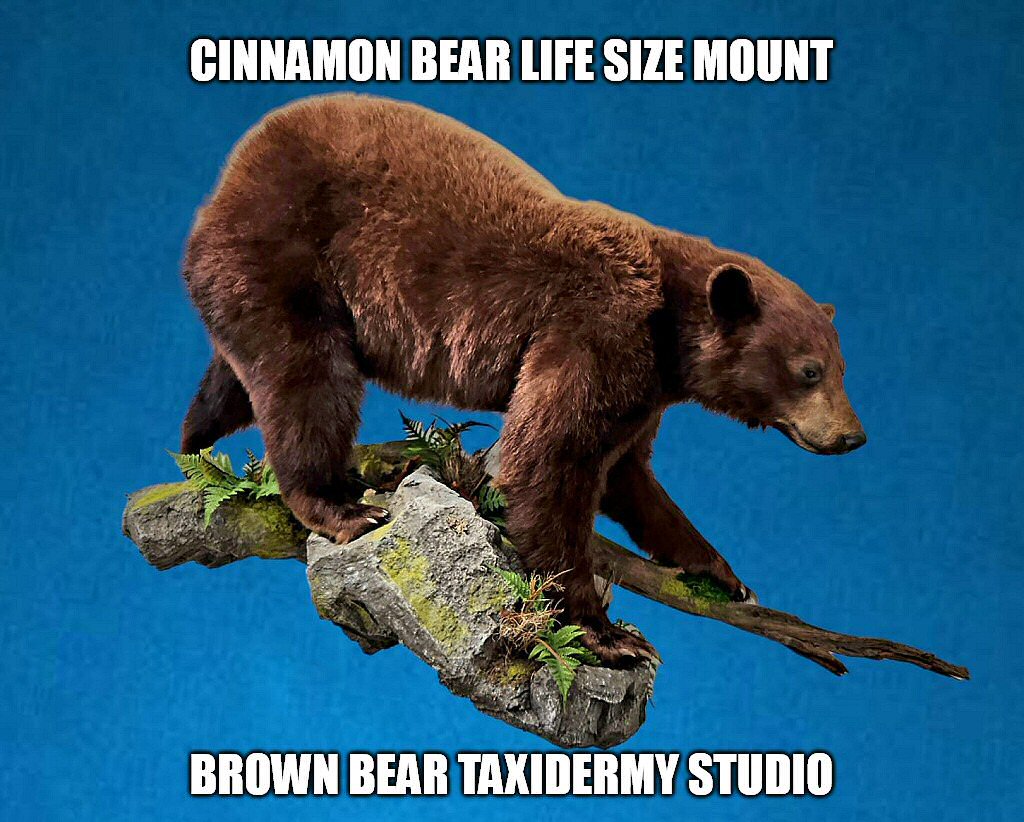 Cinnamon Color Black Bear Life Size Wall Mount, Cinnamon Bear