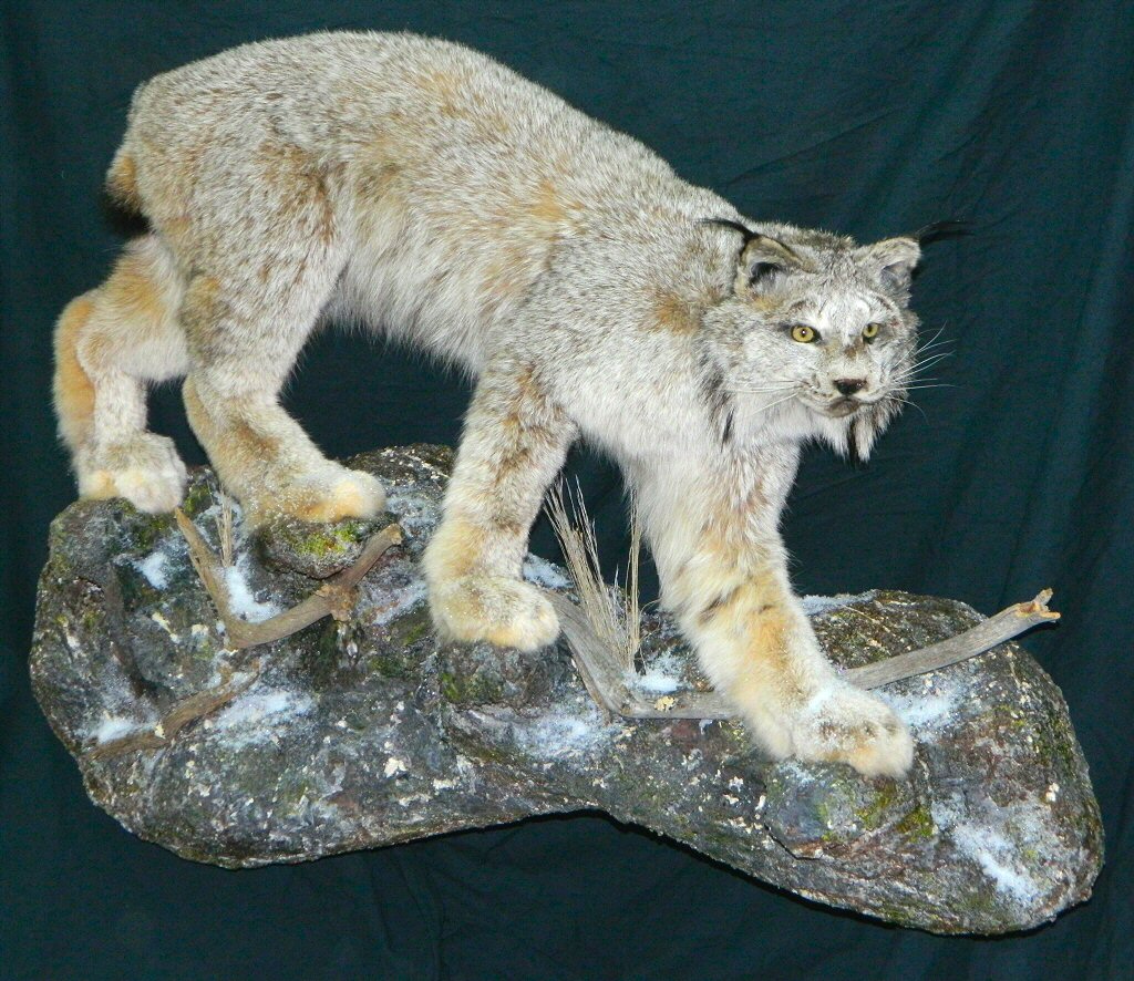 Lynx Taxidermy,Lynx Taxidermist In Pennsylvania,Canadian Lynx Mount