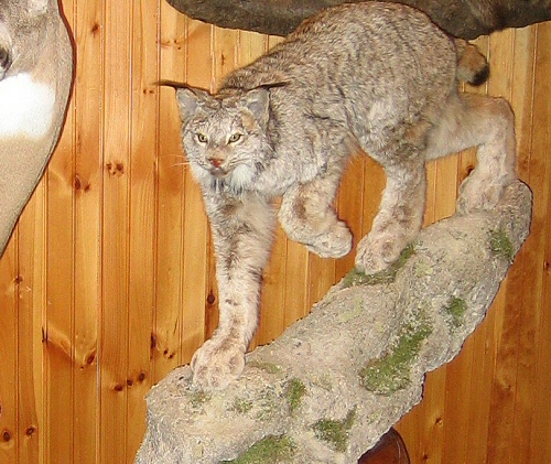 Life Size Lync Mounts, Full Body Lynx Taxidermy Mounts