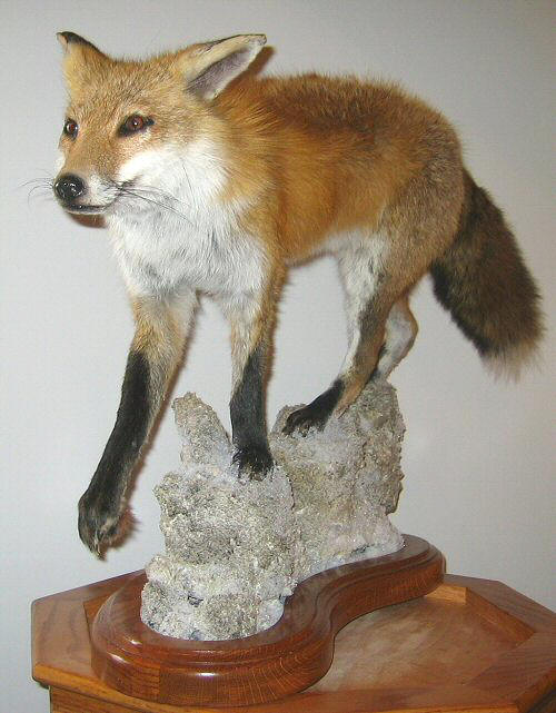 Life Size Fox Mounts, Fox Taxidermy Mounts