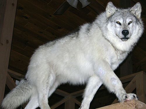 Full Body Life Size Wolf Mounts