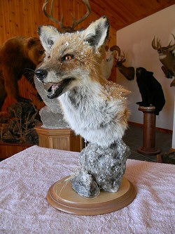 Fox Taxidermy For Sale PA