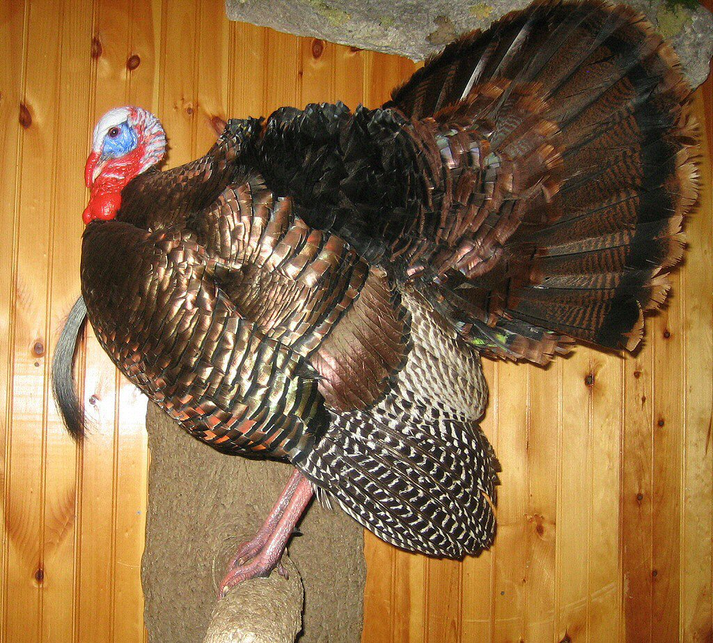 Turkey Wall Mounts, Full Body Turkey Mounts, Unique Turkey Mounts