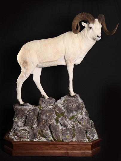 Pennsylvania Sheep Taxidermist, Dall Sheep Taxidermy - Desert Sheep Taxidermy - Stone Sheep Taxidermy - Big Horn Sheep Taxidermy
