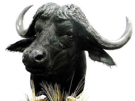 African Taxidermy Mounts By Brown Bear Taxidermy Studio