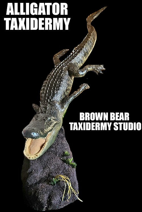 Alligator Mounts, Alligator Taxidermy, Gator Taxidermy, Reptile Taxidermy, Alligator Floor Mounts, Alligator Mounts For Sale, Florida Alligator Taxidermy Mounts, Restaurant Decorations