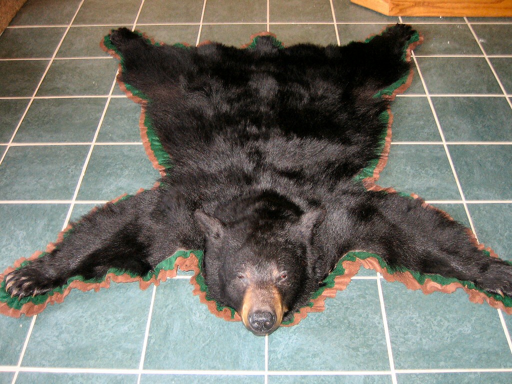 Real bear skin blanket clearance
