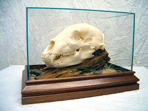 Black Bear Skull Mounts, European Bear Skull Mounts, PA