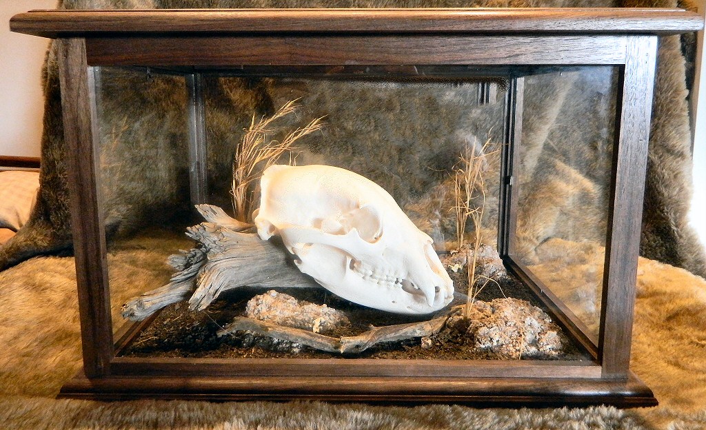 Brown Bear Skulls,Grizzly Bear Skull Mounts,European Skull Mounts, Bleached or Camouflage