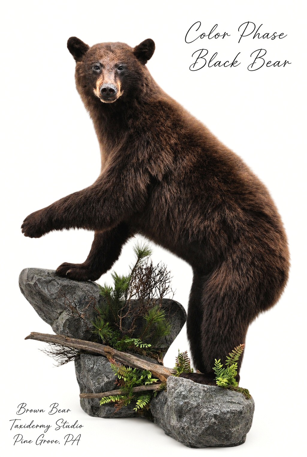 Black Bear Taxidermy Color Phase Full Body Wall Mount by Brown Bear Taxidermy Studio Pine Grove PA