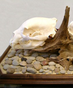 Black Bear Skull Mounts