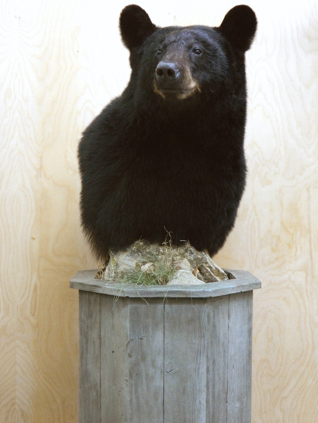 Black Bear Pedestal Shoulder Mounts - Custom Pedestals And Natural Habitats, Bear Taxidermist Pennsylvania