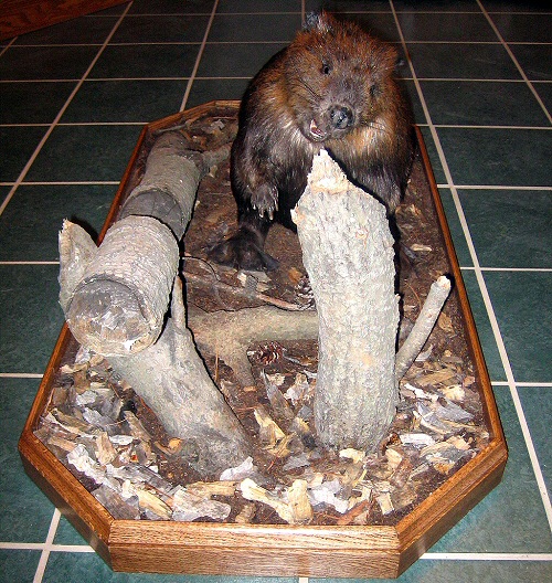 Beaver Taxidermy Mount 