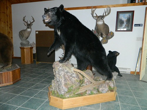 Life Size Bear Mounts and Custom Habitats. Bear Mount Ideas Pictures