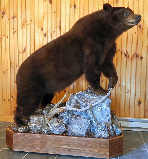 Many of our full body bear mounts come from hunts from other states, or countries including Canada. 