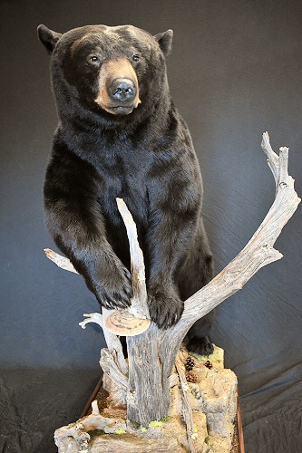Black Bear Taxidermy Full Body Mount Specialists Pennsylvania