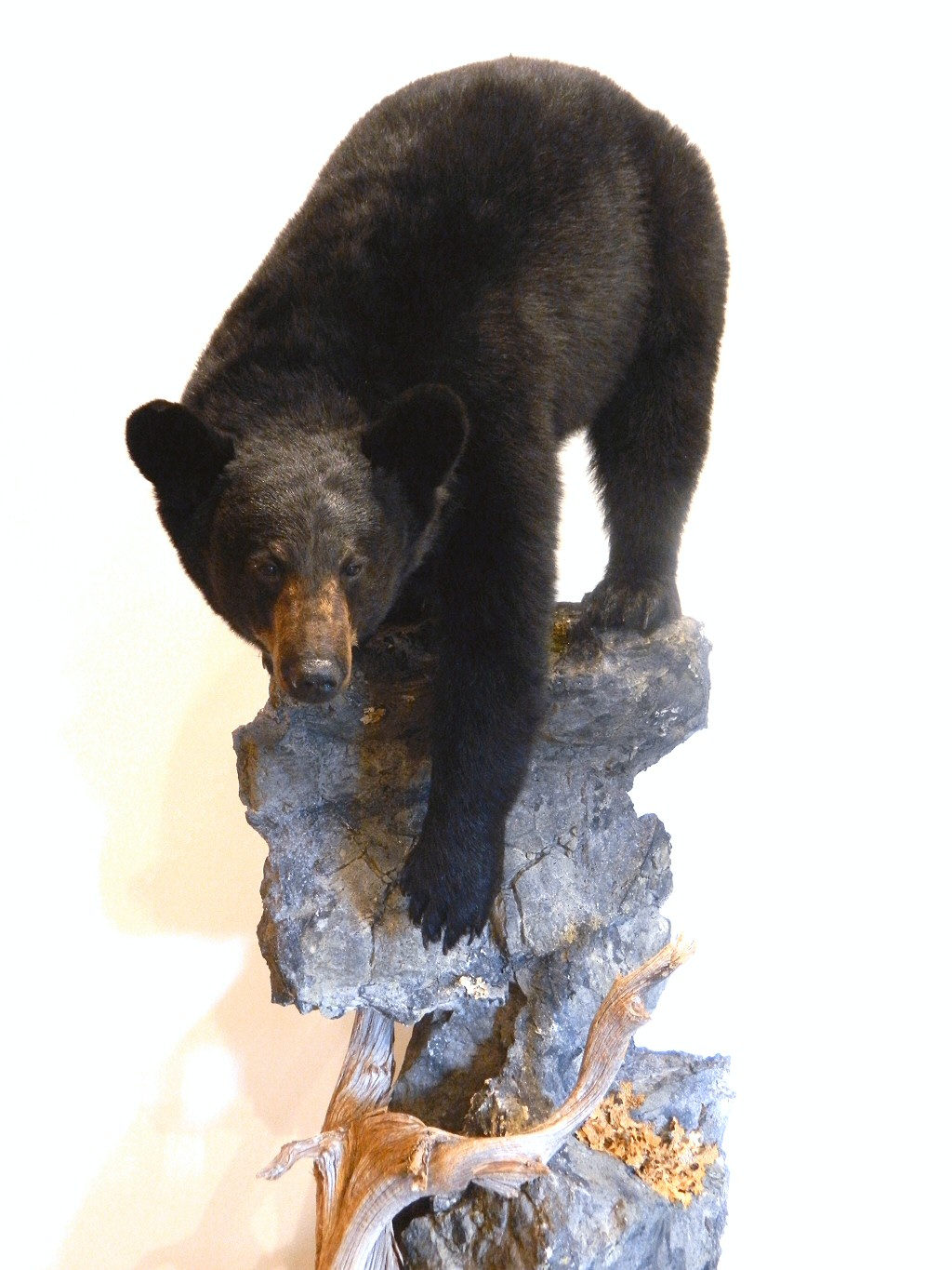 Black Bear Taxidermy Full Body Floor Mounts - Black Bears Full Body Mounts On Custom Bases Using The Finest Habitat Materials. 