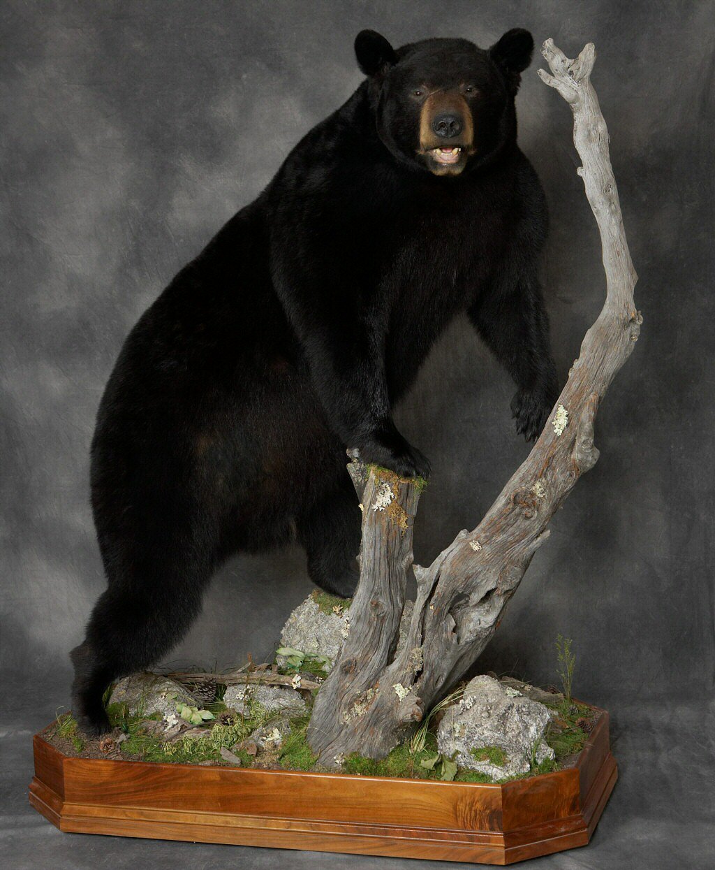 Black Bear Full Body Floor Mounts, Lifesize Bear Mounts, Lifesize Full Body Bears Mounted On Branches Trees And Logs, Bear Taxidermist, Bear Taxidermy, Black Bear Mounts, Bear Mount Ideas