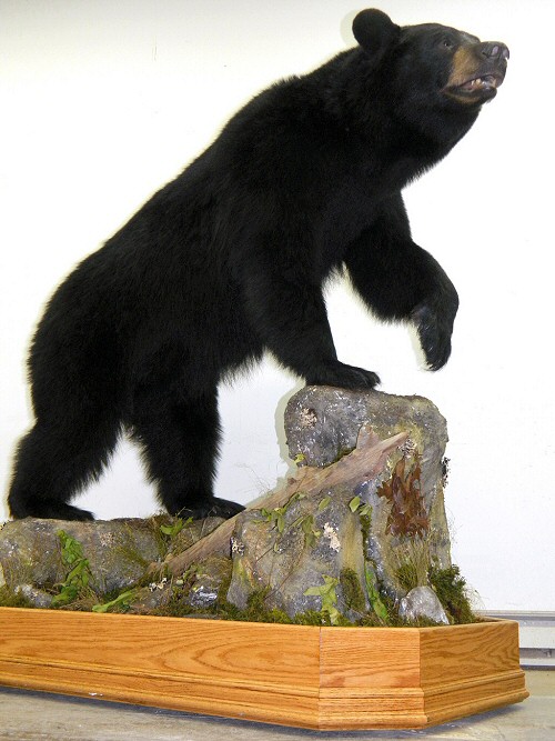 Full Body Life Size Floor Mount Bears Make A Stunning Display.