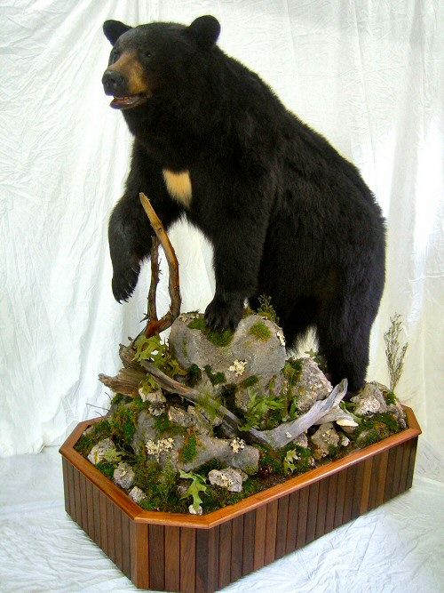 Full Body Life Size Floor Mount Bears Make A Stunning Display. Often used in great rooms, living rooms, corporate lobbies, museums, club houses, they Really Get Noticed!