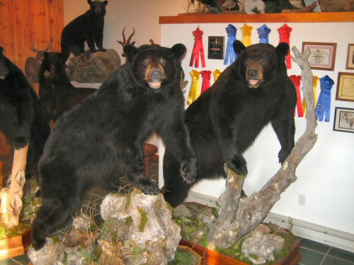 Bear taxidermy Mounts In Studio, Bear Mount Ideas