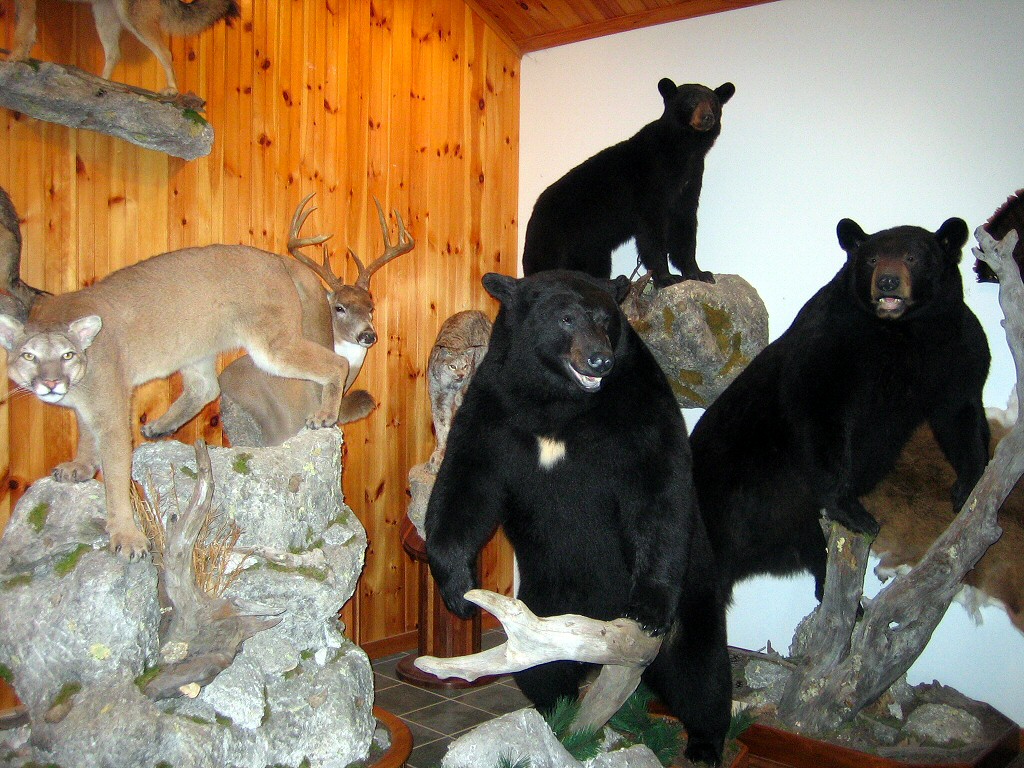 Brown Bear Taxidermy Studio 289 Pleasant Valley Road - Pine Grove, PA 17963 phone 570 345 3030