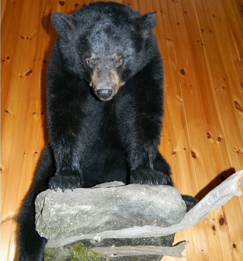 Bears Mounted Full Body On Rocks On Walls - Black Bear Taxidermy Full Body Wall Mounts - Black Bear Taxidermy Wall Mounts