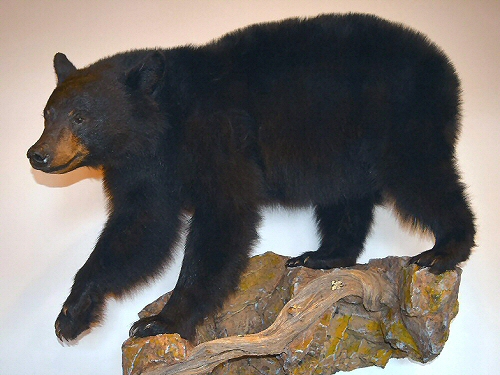 Life Size Bear Mount On Rock Wall