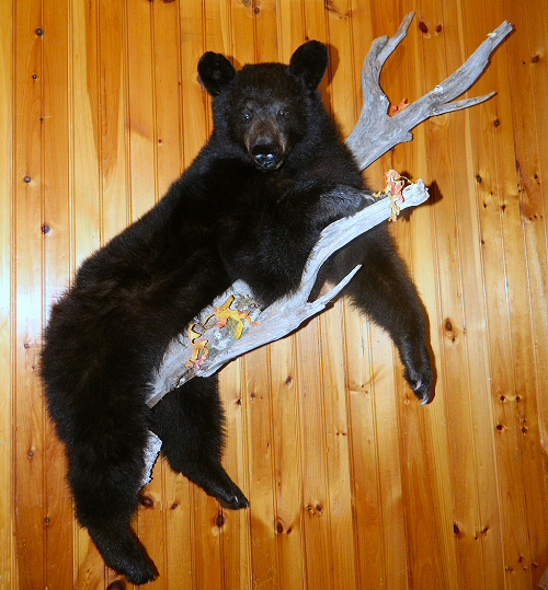 Black Bear Life Size Full Wall Mounts Bears Mounted On Branches Trees And Logs Taxidermist Taxidermy Mount Pennsylvania Specialists Pictures Custom - How To Hang A Bear Skin Rug On The Wall