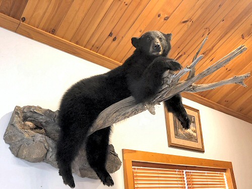 Full Body Life Size Bears Mounted In Any Pose On Branches, For Walls.