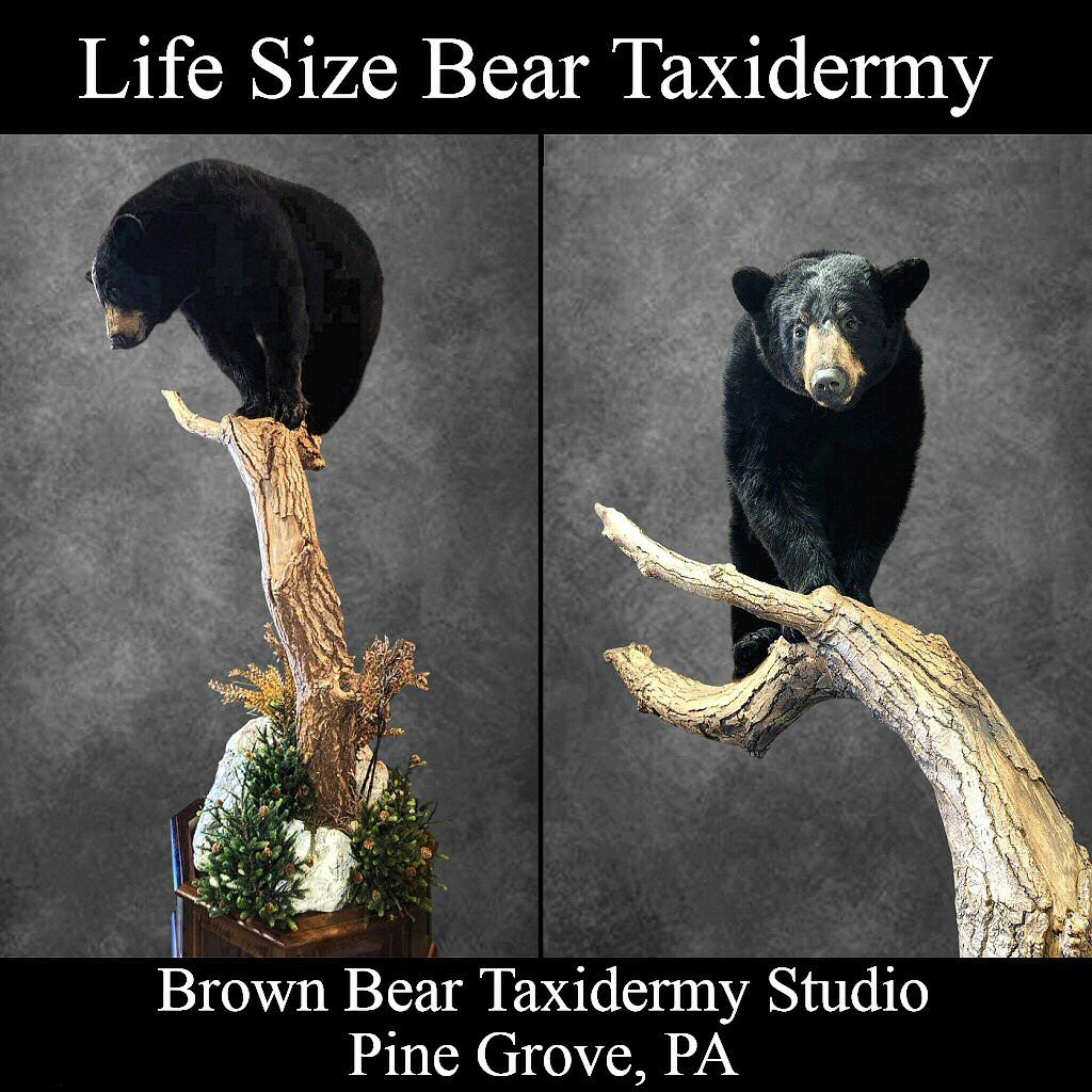 Black Bear Life-Size Floor Mounts - Black Bear Full Body Mounts Floor - Brown Bear Taxidermy Studio Pine Grove PA