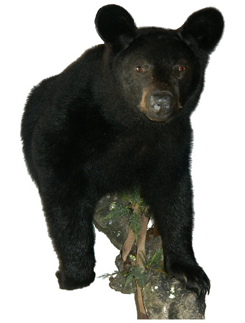 Black Bear Shoulder Wall Mounts, Black Bears Shoulder Mounted On Branches Trees And Logs Wall Mounts