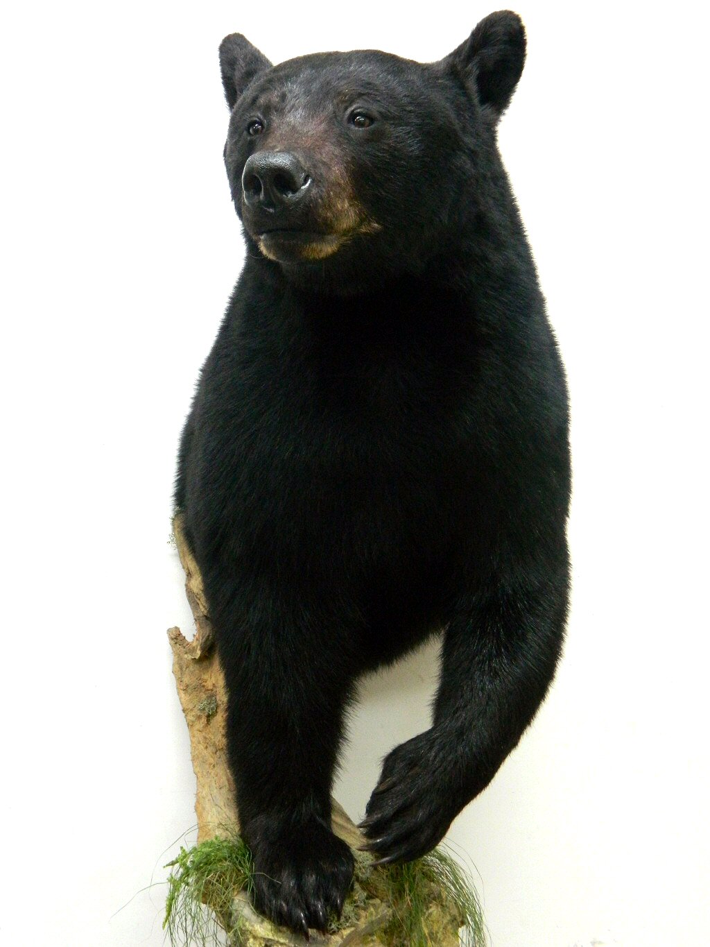 Black Bear Shoulder Wall Mounts, Black Bears Shoulder Mounted On Branches Trees And Logs Wall Mounts