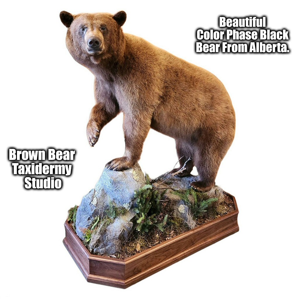 Cinnamon Bear Life Size Taxidermy Floor Mounts Brown Bear Taxidermy Studio Pne Grove PA