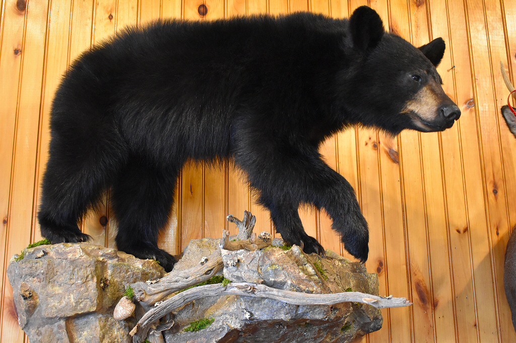 Black Bear Taxidermy Life Size Full Body Wall Mounts On Rock