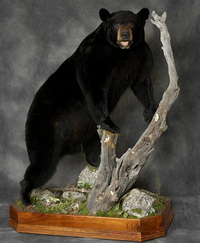 Bear Taxidermy Mounts, Black Bear Mounts, Brown Bear Mounts, Pennsylvania Black Bear Taxidermy Specialists, Black Bear Mount Pictures, Black Bear Mount, Bear Taxidermist, Black Bear Skin Rugs, Custom Black Bear Taxidermy