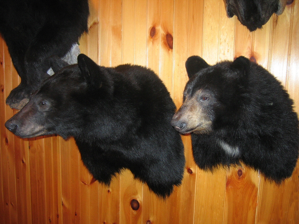 Bear Shoulder Mounts - Black Bears Shoulder Mounts For Walls - Custom Mounted On Branches, Trees, Logs, Rocks With Natural Habitats