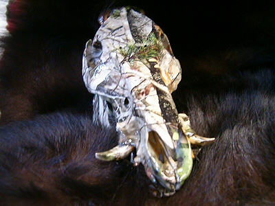 Boar Taxidermy Skull Mounts Camouflage Boar Skulls