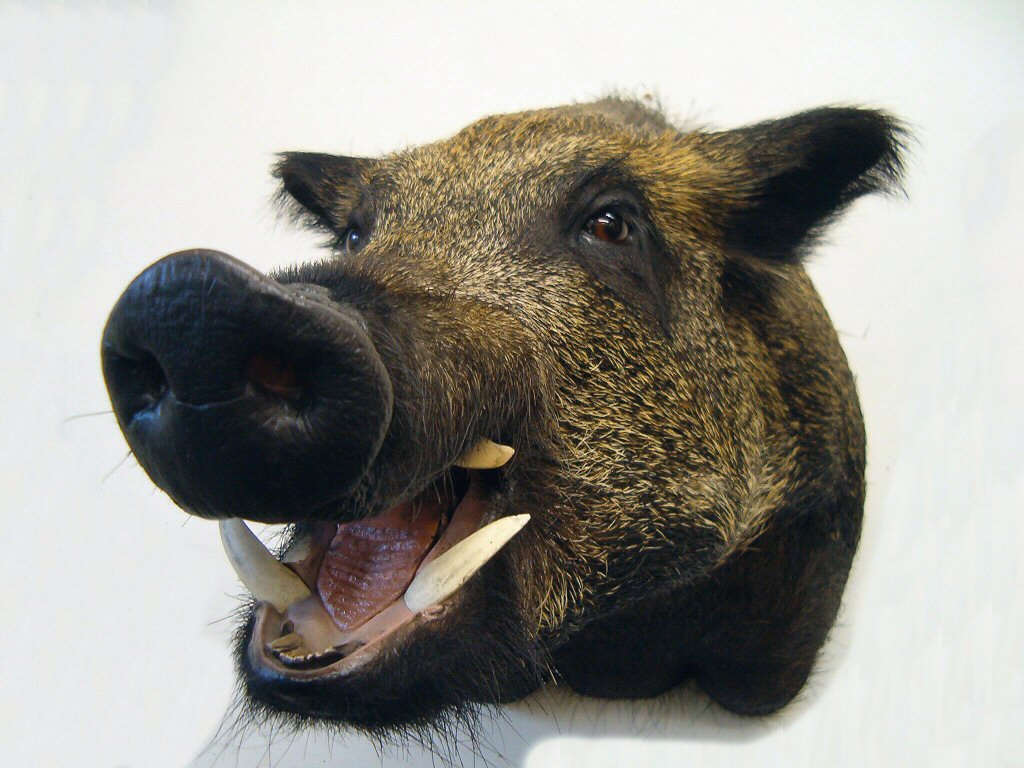 Boar Taxidermy Mounts, Boar Skulls With Tusks, Boar Taxidermy Pennsylvania, Boar Taxidermy Mounts Are Popular For Showing Off The Ferociousness Of A Boar!